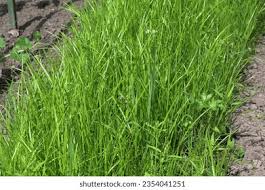 Image result for Digitaria abyssinica