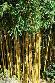 Image result for Justicia phyllostachys