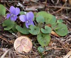 Image result for Erythrocephalum albiflorum