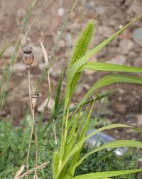 Image result for Setaria incrassata