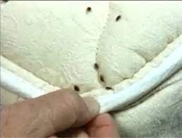 Daily, we strive to be the number one pest control company in each area we serve. Bed Bug Exterminator Reading Pa Bed Bug Inspections Treatment In Reading Pa
