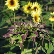 Family owned florist since 69 local delivery flowers Sunfill Purple Sunflower Seeds Annual Flower Seeds