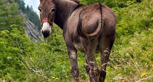 The size of a mule and work to which it is put depend largely. Feeding Minis Ponies Draft Horses Mules And Donkeys The Horse