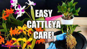 Learn more about different orchid parts here. How To Care For Cattleya Orchids Watering Repotting Reblooming More Orchid Care For Beginners Youtube