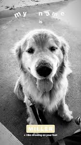 Myler The Golden Retriever Dog Stories Instagram Story Animal Instagram