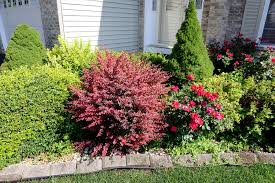 Image result for Barberry