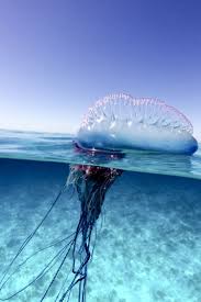 New Zealand S Dangerous Plants Animals And Insects Portuguese Man O War Dangerous Animals Animals