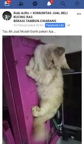 Maybe you would like to learn more about one of these? Viral Cerita Kucing Persia Hilang Ternyata Dicuri Dan Dijual Di Facebook Kumparan Com