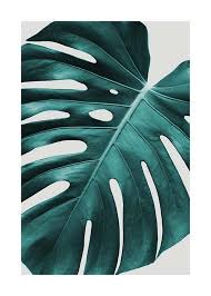 Monstera Plant Poster Monstera Plants Online Wall Art