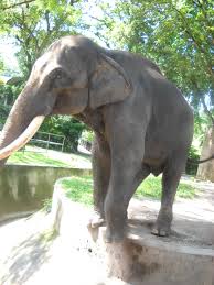 Hewan gajah termasuk binatang herbivora alias pemakan rumput. Gambar Gambar Kerja Amal Di Zoo Negara Maxwellbpmyscience2010 S Blog