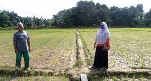 Ibu kota provinsi ntb ini harusnya mulai… Dampingi Petani Penyuluh Kaltara Pastikan Lahan Pertanian Tetap Produktif