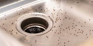 fruit flies in drain: how to get rid of