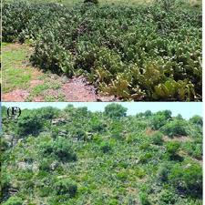 This tool has an intuitive user interface, allowing you to quickly understand what each option does. Pdf Global Actions For Managing Cactus Invasions