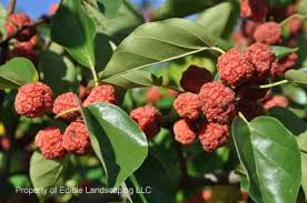 Or, visit the blog homepage for horticulture (sherif sherif), disease updates (srdjan acimovic), or pest management (chris bergh) to read previous postings. Che Seedless Edible Landscaping