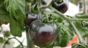 A short cut for anyone who loves to grow tomatoes: How To Grow The Flavorful Black Cherry Tomato