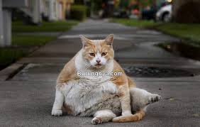 Banyak sekali makanan kucing instan yang bisa kita beli di berbagai tempat baik online maupun offline. 10 Cara Membuat Kucing Cepat Gemuk Burungnya Com