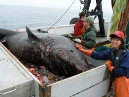 Maybe you would like to learn more about one of these? To Catch A Giant Shark The Drop In Blog Moss Landing Marine Labs