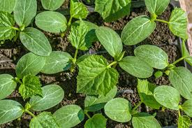 Therefore, if starting plants early, it's best to plant seeds in peat pots. Cucumber Seedlings Keep Your Babies Happy Healthy
