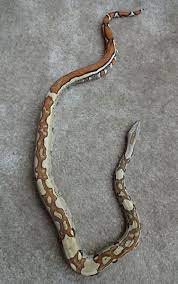 Deep Eddy George Line Jungle Boa Constrictor Imperator Bci Cute Reptiles Beautiful Snakes Cute Snake