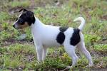 Miniature Fox Terrier Dog Breed Information and Pictures