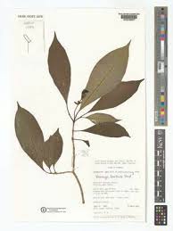 Image result for Voacanga chalotiana