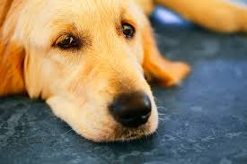 It's normal to feel a sense of loss. Lack Of Bowel Control In Dogs Signs Causes Diagnosis Treatment Recovery Management Cost