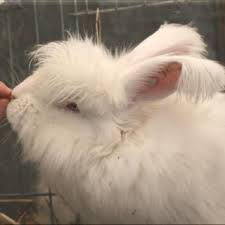 Spotted White Rabbits, Megacolon. | Rabbits Online Pet Rabbit & Bunny Forum