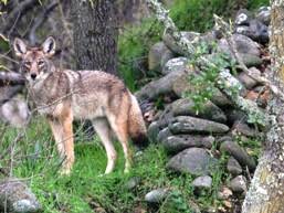 Cutest cat in the world‏ @curse_cats 8 апр. Furbearer Hunting Nys Dept Of Environmental Conservation