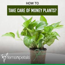 For one, if the plant (with that the soil too) doesn't get a lot of sunlight, the soil will stay moist longer, so you need to cut back on the frequency of watering. How To Take Care Of Money Plants Ferns N Petals