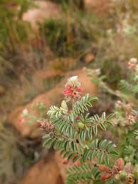 Image result for Indigofera melanadenia