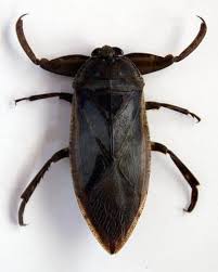 More than 4,500 different species of cockroaches have been discovered. Bugs That Look Like Roaches Bug Identification Guide How I Get Rid Of