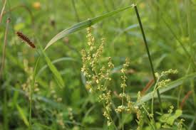 Image result for Rumex acetosella