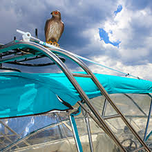 Maybe you would like to learn more about one of these? Amazon Com Bird B Gone Mmrth1 Hawk Decoy Hunting Decoys Garden Outdoor