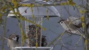 Bei der letzten vogelzählung im jänner 2020 wurde ein rekord erzielt: Stunde Der Wintervogel Further Erspahen Wenige Vogel Im Garten Furth Nordbayern