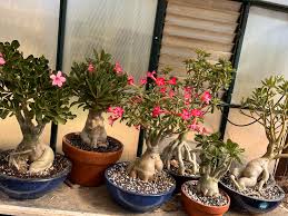 Image result for Adenium multiflorum