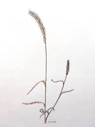 Image result for Setaria petiolata