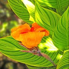 We did not find results for: Canna Pretoria Bengal Tiger Orange Flowers Rhizome Only Shopee Philippines