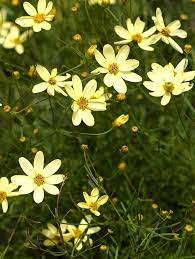 11 Blooming Perennials That Last Almost Forever Perennials Flowers Perennials Plants