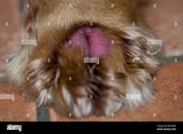 Image result for Trombicula autumnalis bites