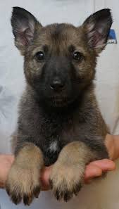 These intelligent canines are known for their jobs as police assistants, search and rescue pups, contraband sniffers, service dogs and more. Tillie Female Sable German Shepherd Puppy Available Zauberberg