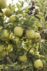 How To Prune A Granny Smith Green Apple Tree Apple Tree Care Apple Tree Apple Garden
