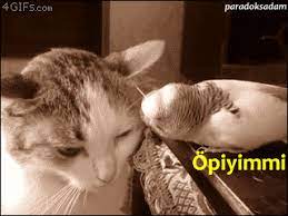 pin on kedi kopek cesitli hayvan gifleri cat dog various animal gifs