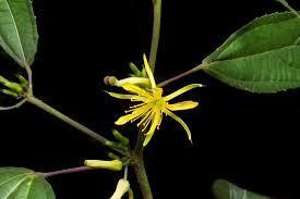 Image result for Triumfetta dekindtiana