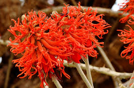 Image result for Erythrina abyssinica