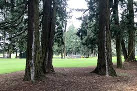 Why Are So Many Trees Dying Metro
