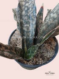 Image result for Sansevieria kirkii