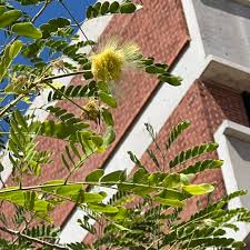 Image result for Albizia lebbeck
