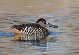 Black And White Wild Duck Species 14 Unbelievable Wild Duck Species Duck Species Wild Duck Beautiful Birds