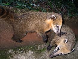 Amazon Jungle Animals Ecuador Rainforest Animals Amazon Rainforest Animals Rainforest
