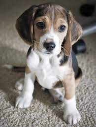 10 Cute Beagles That Will Make You Giggle From Your Friends At Phoenix Dog In Home Dog Training K9katelynn See Cute Beagles Beagle Puppy Friendly Dog Breeds